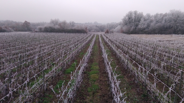 Vignes en hiver