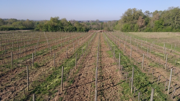 Vignes au printemps